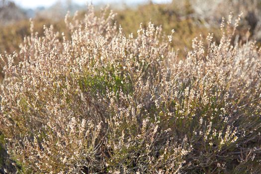 Heather plant in moorland in Drenthe, The Netherlands
