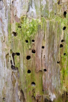 Detail of a tree with woodworm holes