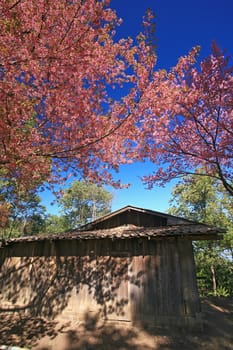 Sakura pink flower on mountain in thailand, cherry blossom