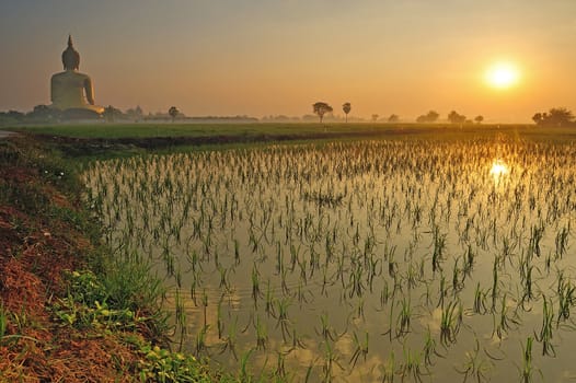 Rice field in the morning with giant buddha statue