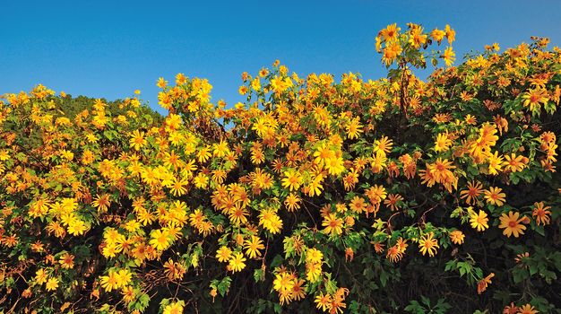 Tung Bua Tong Mexican sunflower under blue sky in Maehongson, Thailand