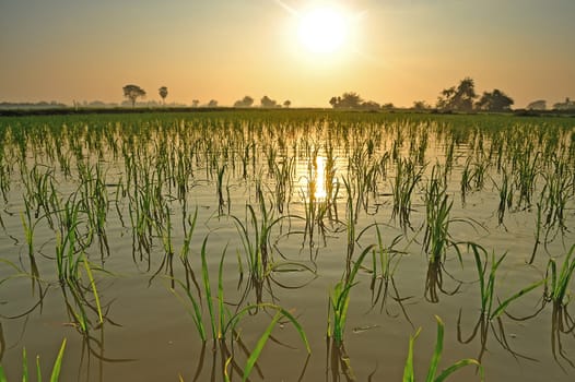 Rice field in the morning