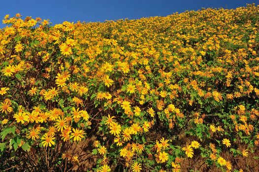 Tung Bua Tong Mexican sunflower under blue sky in Maehongson, Thailand