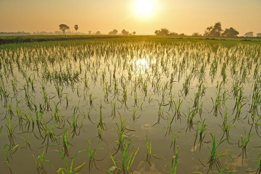 Rice field in the morning