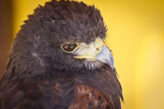 Eagle head in a medieval fair, spain