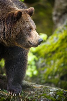 Brown bear (Ursus arctos)