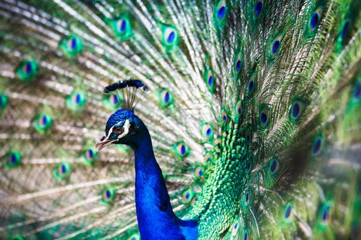 Splendid peacock with feathers out (Pavo cristatus) (shallow DOF; color toned image)