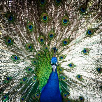 Splendid peacock with feathers out (Pavo cristatus) (shallow DOF; color toned image)