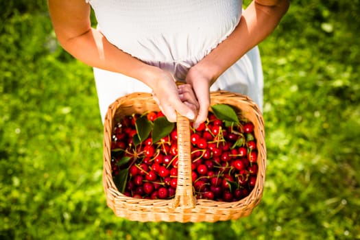 Beautiful young woman holding a basket filled with freshly picked cherries