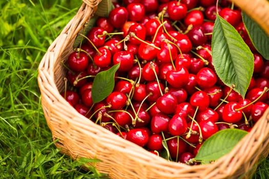 Freshly picked cherries in a basket in the garden