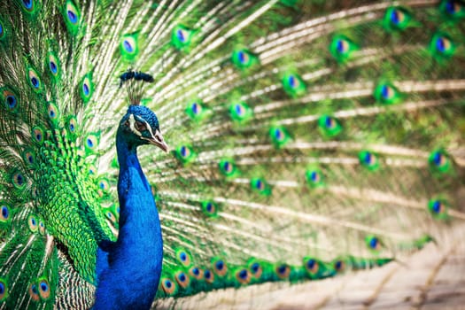 Splendid peacock with feathers out (Pavo cristatus)