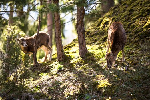 The mouflon (Ovis orientalis)