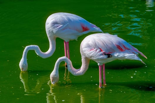 Two Flamingoes of the Old World eating in a lake

