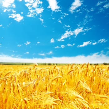 golden harvest on field and blue sky