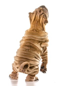dog dancing - chines shar pei standing on back legs dancing isolated on white background