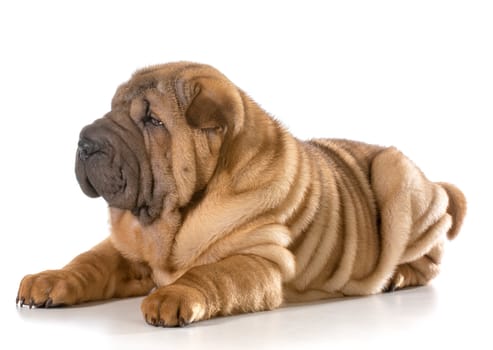 chinese shar pei puppy laying down isolated on white background - 4 months old