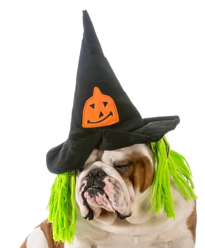 english bulldog wearing witch hat