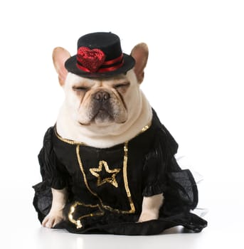 female french bulldog wearing clothing