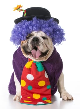 silly dog wearing clown costume on white background