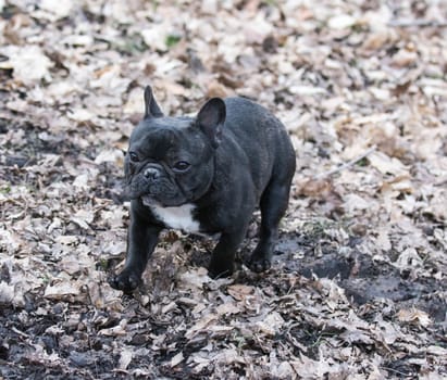 french bulldog playing outside in the spring