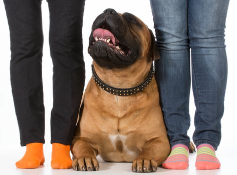 bullmastiff laying beside his owners feet on white background