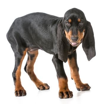 black and tan coonhound with silly expression on white background