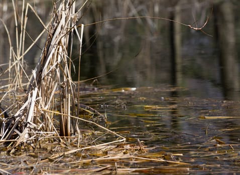 reeds in a pond in the spring