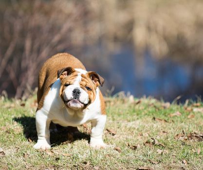 english bulldog puppy playing outside