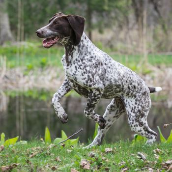 german shorthaired pointer running in a park