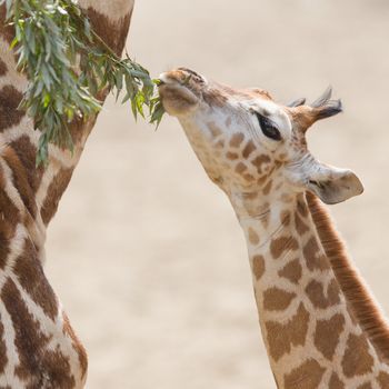 Close up of a young giraffe eating leaves