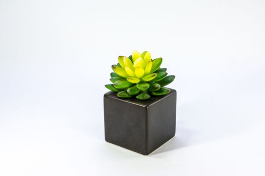 small cactus in black cube jar on white scene,shallow focus