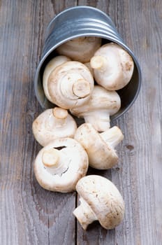 Big Raw Champignons Scattered from Tin Bucket isolated on Rustic Wooden background