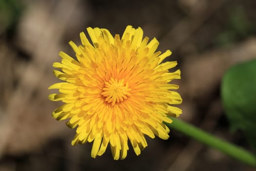 dandelion single flower in morning sun just opened