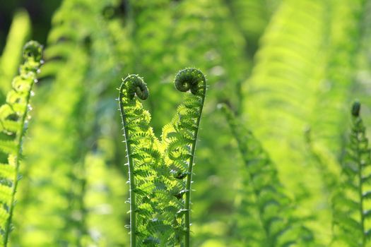 close up of fern plant in moring sun