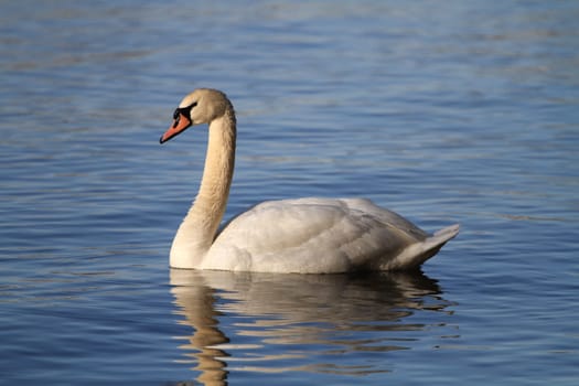 mute swan in morning sun in water