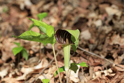 pitcher plant in morning sun on forest floor