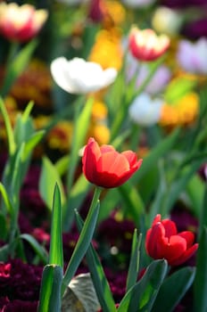 Nice tulip in garden with morning light