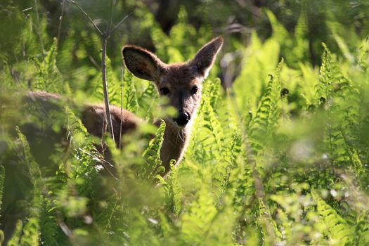 young white-tailed buck feeding in morning in ferns backlite morning sun