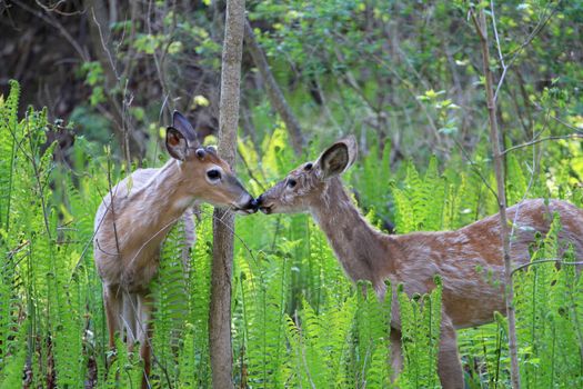 young white-tailed bucks greeting each other in the ferns