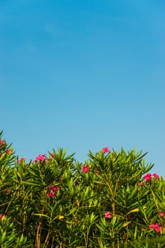 small pink flowers in garden on clear sky background