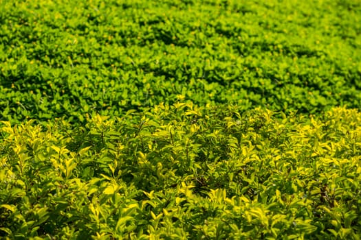 small green plants in the garden,shallow focus