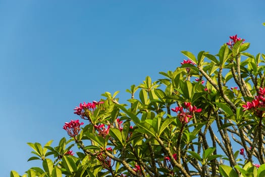 pink plumeria flower on clear sky background