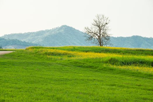 grass field on the mountain,natural light