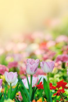 Nice tulip in garden with morning light