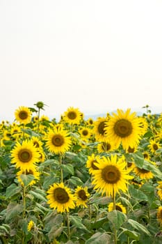 sunflower field on the mountain,natural light