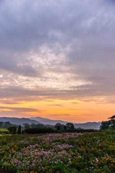 beautiful flower garden at evening,sunset scene