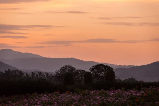 beautiful flower garden at evening,sunset scene