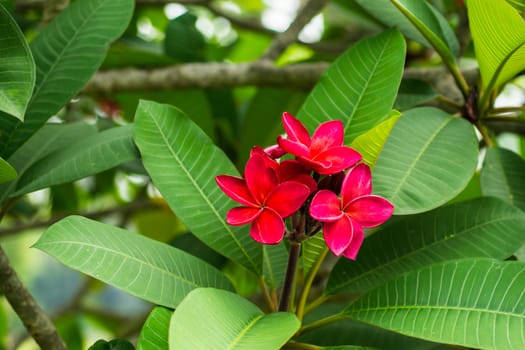 red plumeria flower in nature,shallow focus