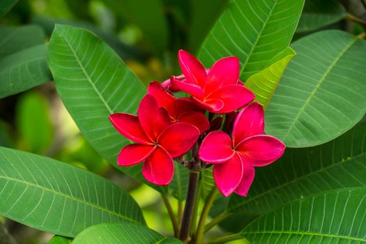 red plumeria flower in nature,shallow focus