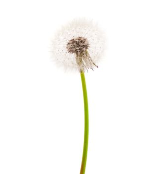 Dandelion isolated on white background